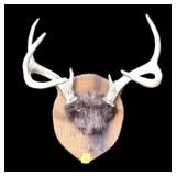 Lot, 2 hanging antler plaques