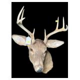 Trophy 8 Pt. White Tail Deer Mount