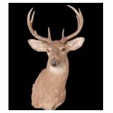 Trophy 8 pt. White Tail Deer Mount