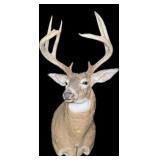 Trophy 6 PT. White Tail Deer Mount
