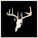 9 Point Whitetail European Skull Mount