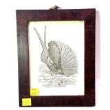 Framed Argus Pheasant Print