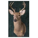 Trophy 7-point whitetail deer mount