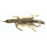 Full soft tanned coyote cape/pelt, 54" L