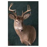 Trophy 8-point whitetail deer mount
