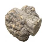 Beach nut burl knot, approx. 26" x 20" Diam.