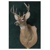 11-point Trophy whitetail buck mount on wooden