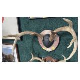 Pair of Whitetail deer Antlers on wooden Plaque
