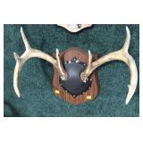 Pair of Whitetail deer Antlers on wooden Plaque