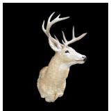 9-point trophy whitetail deer mount