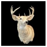 10-point trophy whitetail deer mount