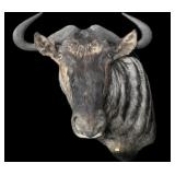 Trophy Blue Wildebeest Shoulder Mount