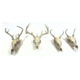 Lot: 4 European Skull Mounts- No Shipping