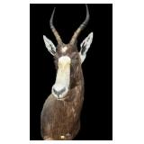 Trophy Blesbok Shoulder Mount
