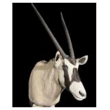 Trophy Gemsbok African Mount