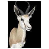 Trophy South African Springbok