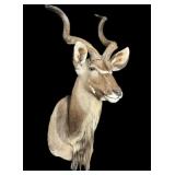 Trophy African East Cape Kudu Mount