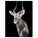 Trophy African Nyala Shoulder Mount