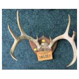 White tail deer antler rack on wooden plaque
