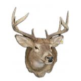8 Pt. Trophy White tail deer mount