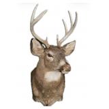 8 Pt. Trophy White tail deer mount