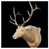 Trophy 6x6 Elk Shoulder Mount