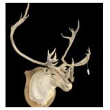 Trophy Woodland Caribou shoulder mount
