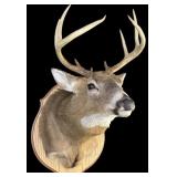 Trophy 8 Pt. whitetail deer mount on wooden plaque