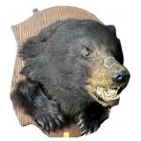 Blackbear Head mount on wooden plaque with