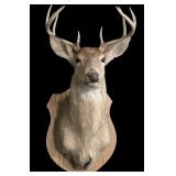 Trophy 8 pt. Whitetail deer mount on wooden plaque