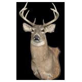 Trophy 9 pt. Whitetail deer mount on wooden plaque