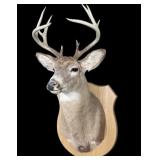 Trophy 10 pt. Whitetail deer mount on wooden
