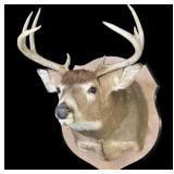 Trophy 8 pt. Whitetail deer mount on wooden plaque