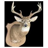 Trophy 9 pt. Whitetail deer mount on wooden plaque