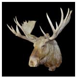 Alaskan Moose Trophy mount, 57" Wide