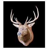 Trophy 4x4 Elk mount