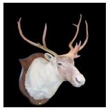 Trophy Caribou mount