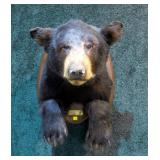 Trophy Blck Bear mount, Byron Maine