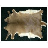 Whitetail deer skin