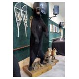 Standing black bear full mount, 6