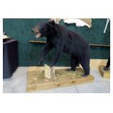 Large black bear full mount