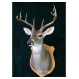 9 point trophy mount