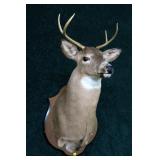 4 point trophy mount