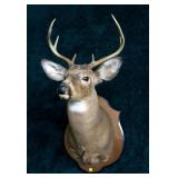 8 point trophy mount