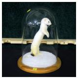 White weasel full mount under glass dome