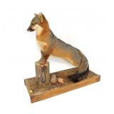 Red fox full mount