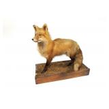 Red fox full mount