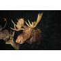 Alaskan moose trophy mount