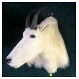 Mountain Goat Trophy Mount,