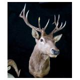 6x6 Bull Elk Trophy mount